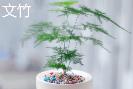 富贵竹和文竹可以一起放在书桌上