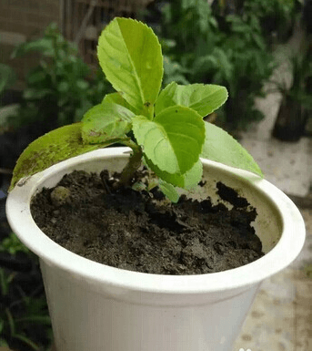 酸奶盒花盆图片及做法