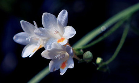 小苍兰开几次花