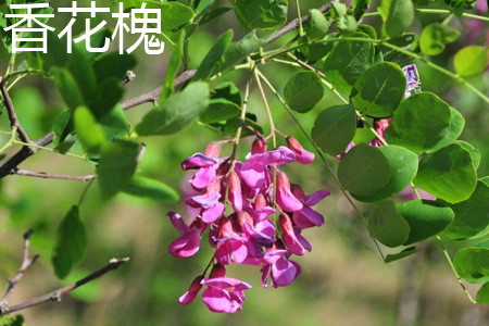 香花槐与刺槐的区别