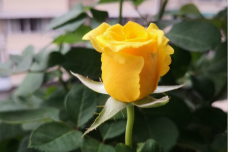 玫瑰的花语寓意是什么