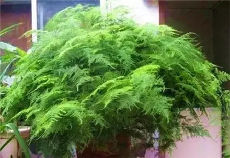 文竹不带根能养活吗