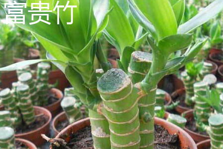 富贵竹和文竹可以一起放在书桌上