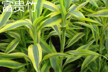 富贵竹和文竹可以一起放在书桌上