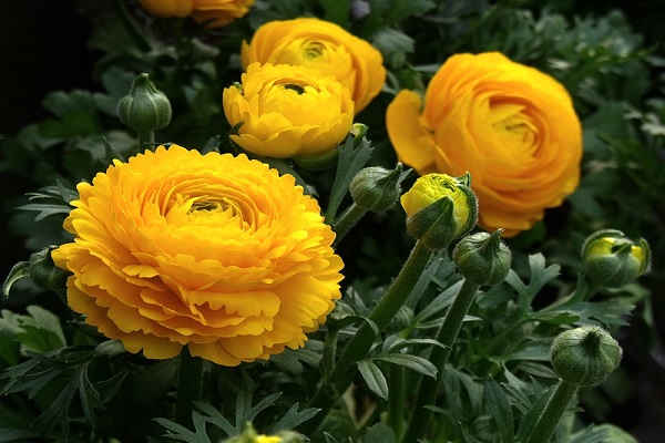 芹叶牡丹的花语及象征意义(芹叶牡丹花图片竖屏大花)