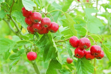 山里红是什么树种