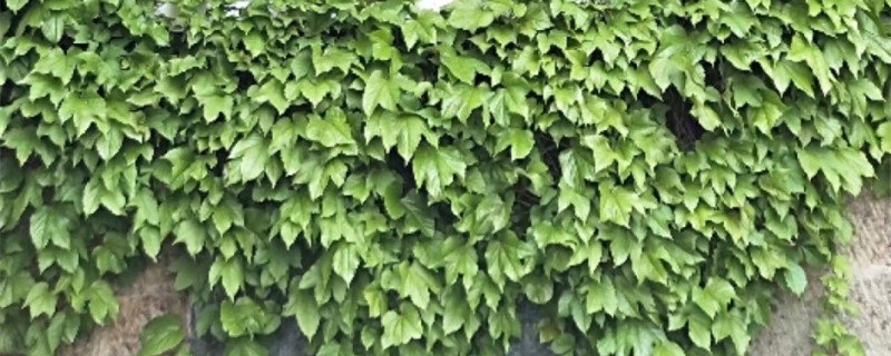 新买的爬山虎怎么养(新买的爬山虎怎么养殖)