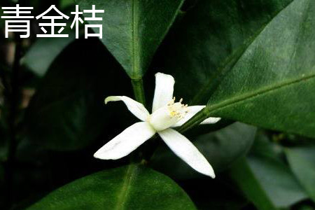 青金桔和金桔哪个好