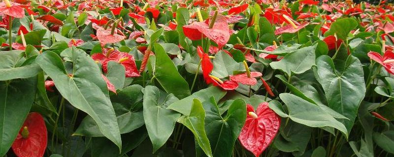 红掌的催花方法(红掌只长叶不开花咋办)