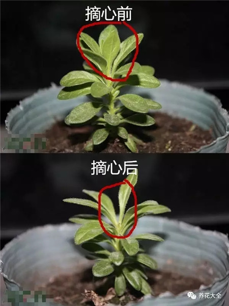 养花摘心