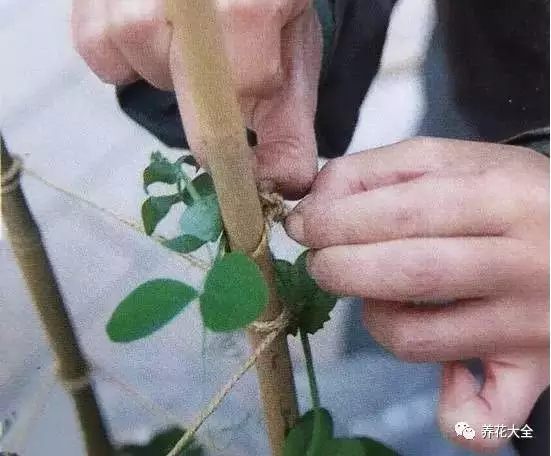 撒种子怎么撒
