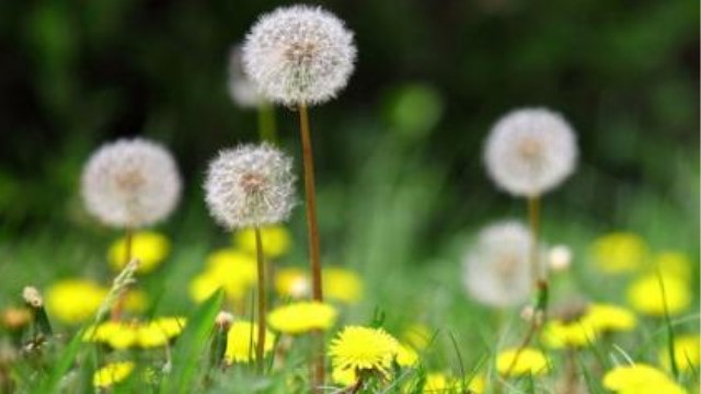 苦丁茶与婆婆丁的区别(苦丁茶和婆婆丁功效是一样的吗)