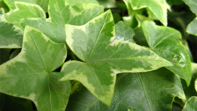 常春藤夏季怎么养(常春藤夏天怎么养)