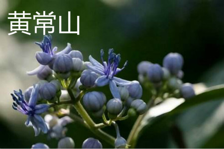 怎么辨别黄常山药的真假