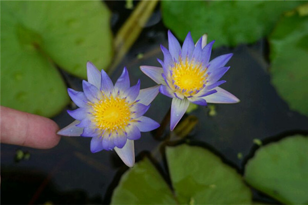 我们的整个夏天,都被这些花承包了(我们的夏天韩剧)