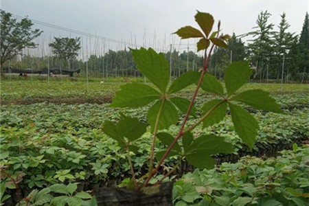 新买的爬山虎怎么养殖
