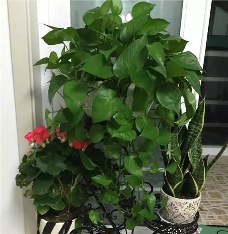 养了多年的花死了什么预兆