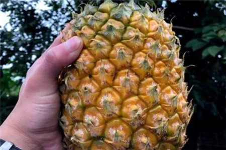切掉的菠萝头怎么种
