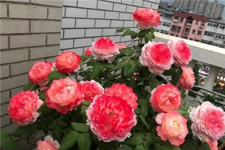 切掉的菠萝头怎么种