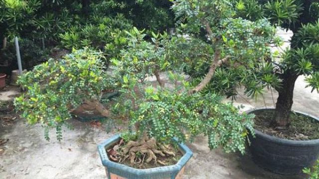 清香木叶子干枯掉落