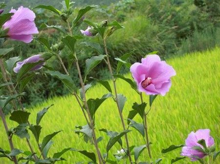 木槿花的国花