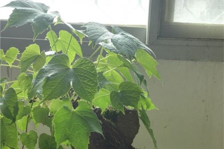 新买的爬山虎怎么养殖