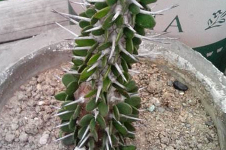 哑光白蜡木