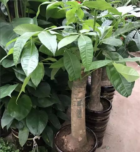 养了多年的花死了什么预兆