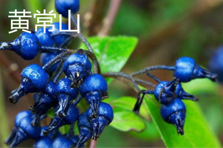 怎么辨别黄常山药的真假
