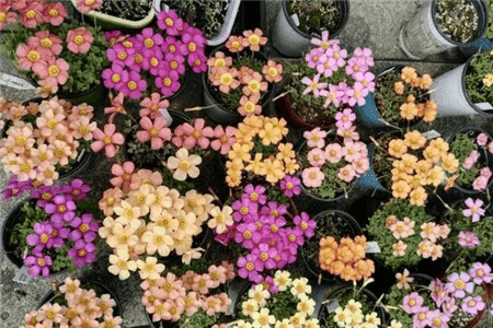 像月季花的野花名字叫什么