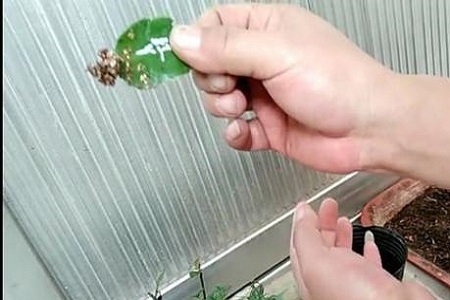 蟹爪兰苗怎么上盆