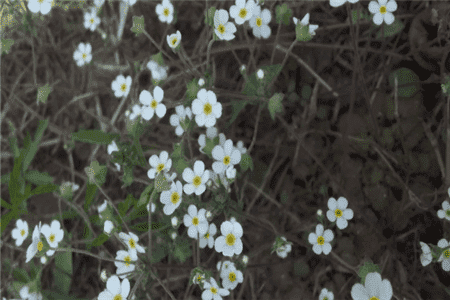像月季花的野花名字叫什么