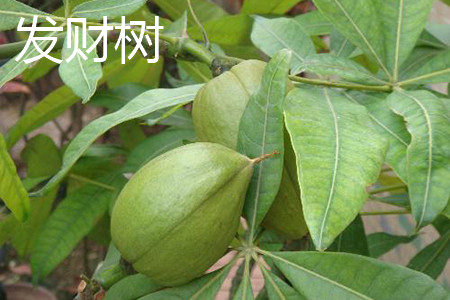 鸭脚木树是不是发财树
