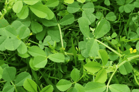 酢浆草和什么植物一起栽种