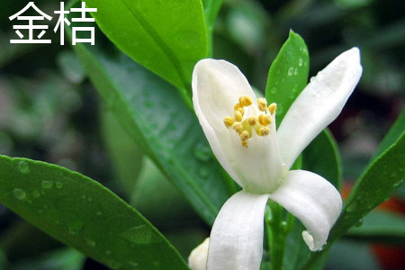 青金桔和金桔哪个好