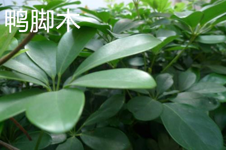 鸭脚木树是不是发财树