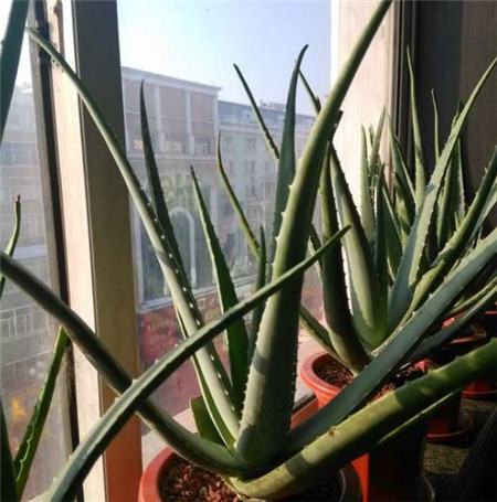 养了多年的花死了什么预兆