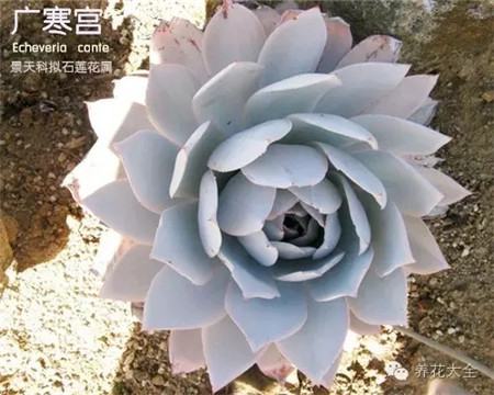 最有仙女气质的女明星
