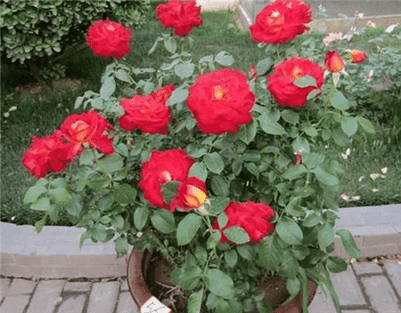 香味好养的花