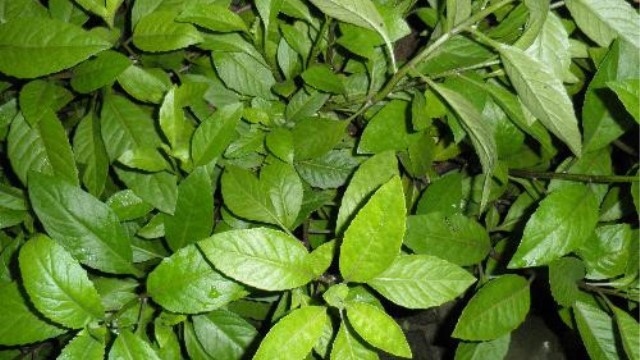 白子菜的功效与作用(白子菜的功效与作用及食用方法)