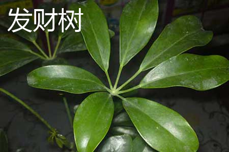 鸭脚木树是不是发财树