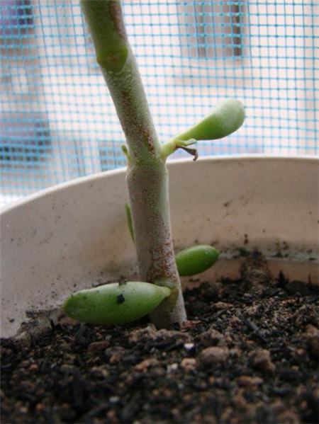 唐代扇子种类