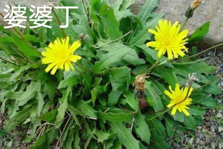 苦丁茶和婆婆丁功效是一样的吗