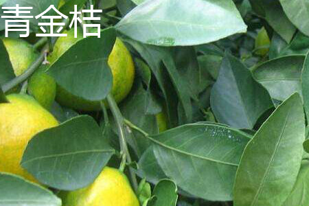 青金桔和金桔哪个好