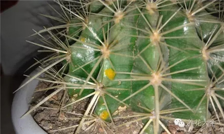 仙人球长黄斑怎么办
