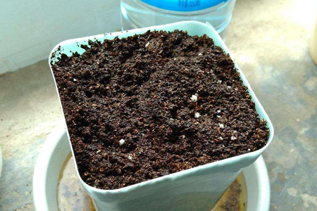 凤仙花用什么土种植