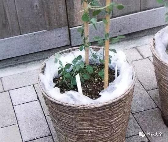 撒种子怎么撒