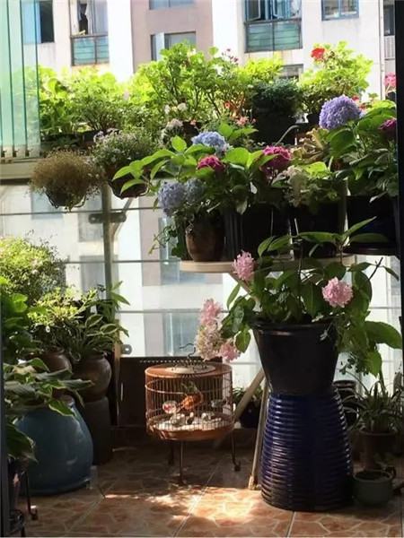 养了多年的花死了什么预兆