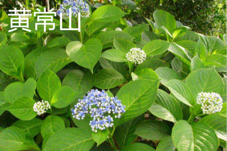怎么辨别黄常山药的真假