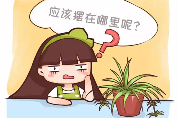 养了几十年花位置没放对白瞎了(养了多年的花死了什么预兆)